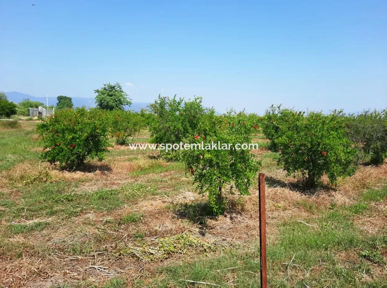 Muğla Ortaca Tepearası Zum Verkauf Kelepir Freistehendes 22 250 Grundstück