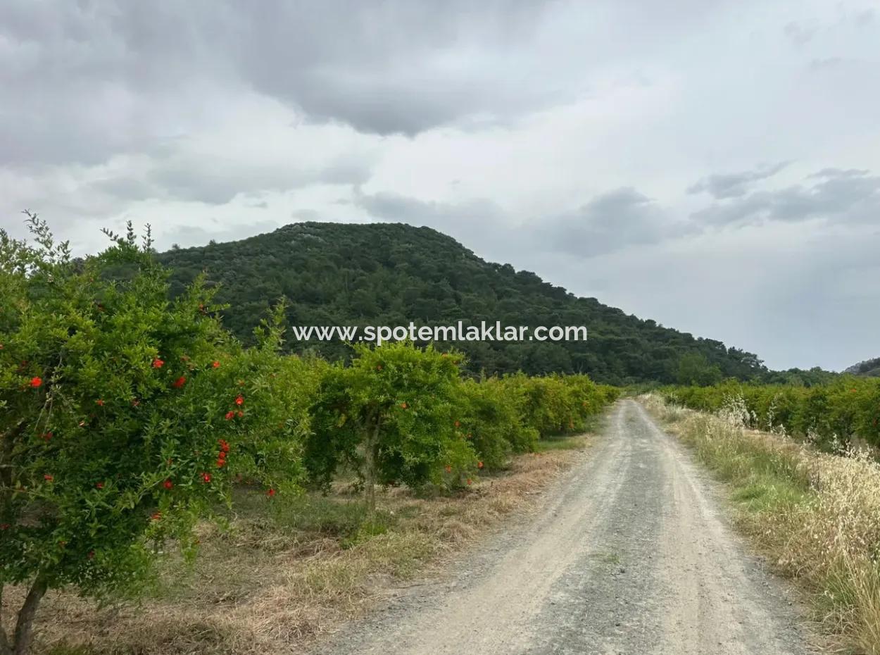 6 250 M2 Gepflegter Schnäppchen-Granatapfelgarten Zum Verkauf In Dalyan, Muğla