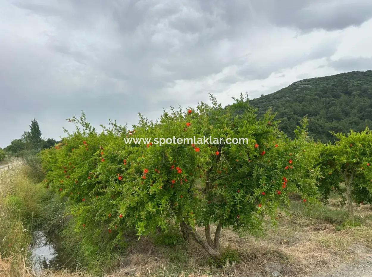 6 250 M2 Gepflegter Schnäppchen-Granatapfelgarten Zum Verkauf In Dalyan, Muğla