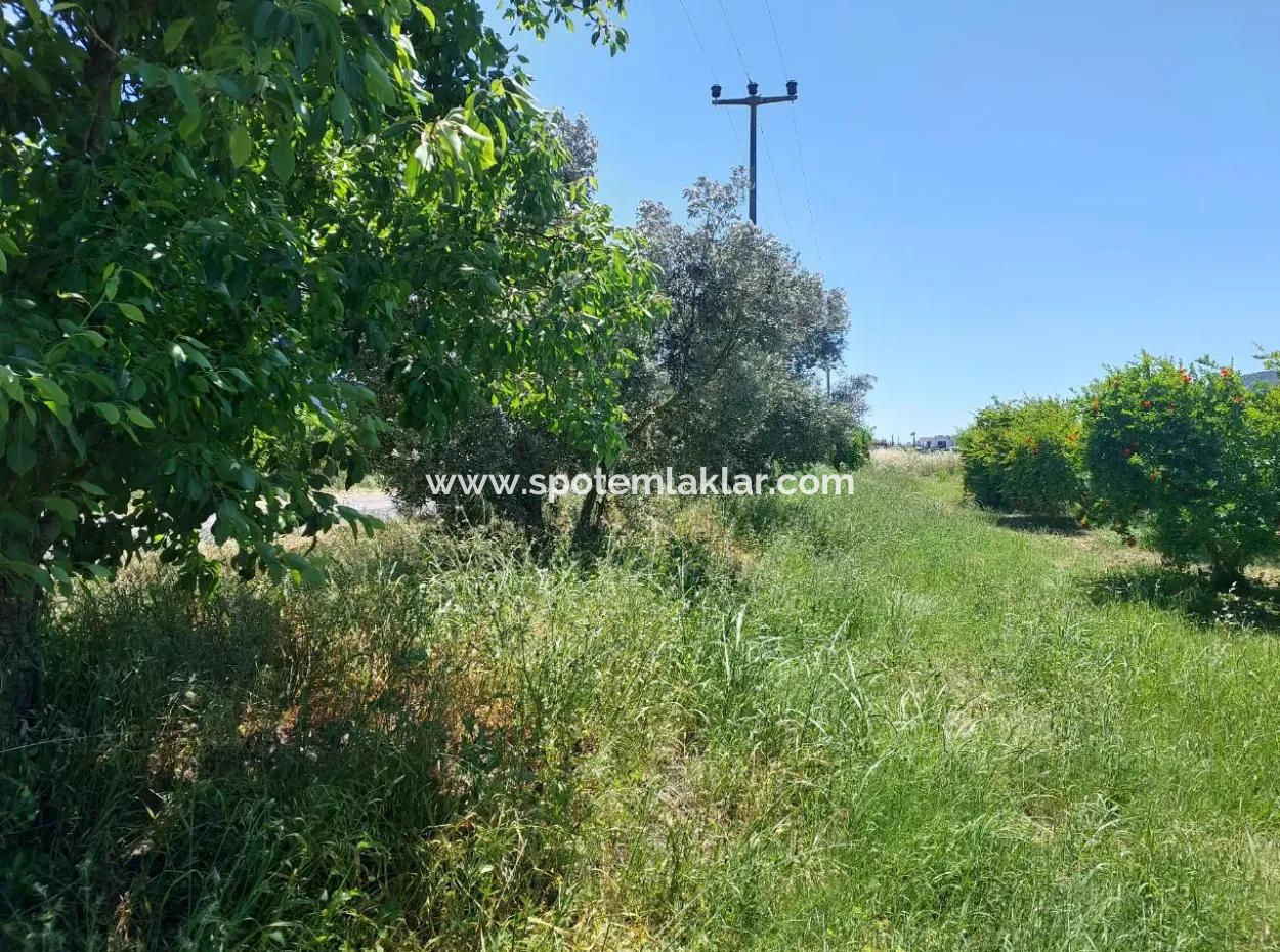 9.000 M2 Granatapfelgarten Zum Verkauf In Muğla Ortaca, Eskiköy