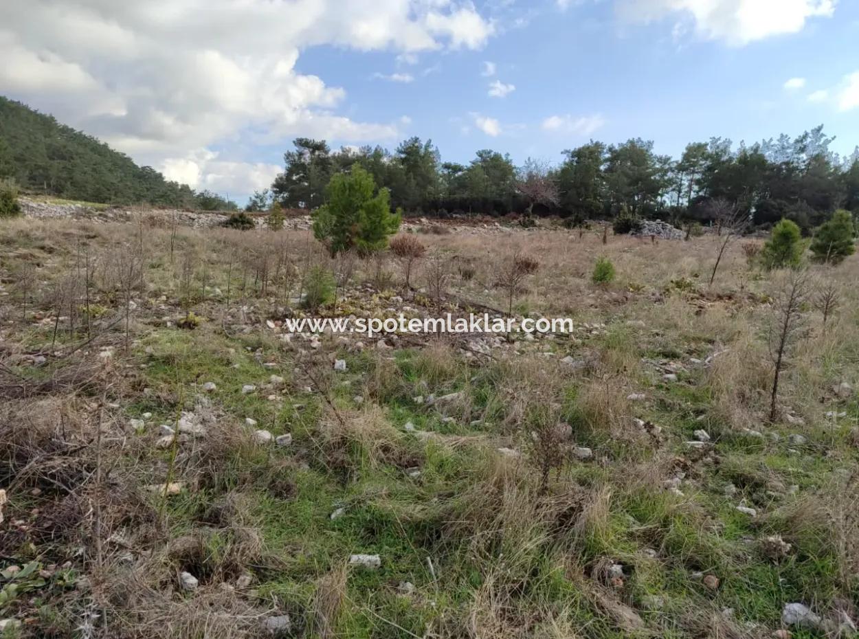 11.600 M² Flaches Schnäppchengrundstück Zum Verkauf In Muğla Milas Densityoluk