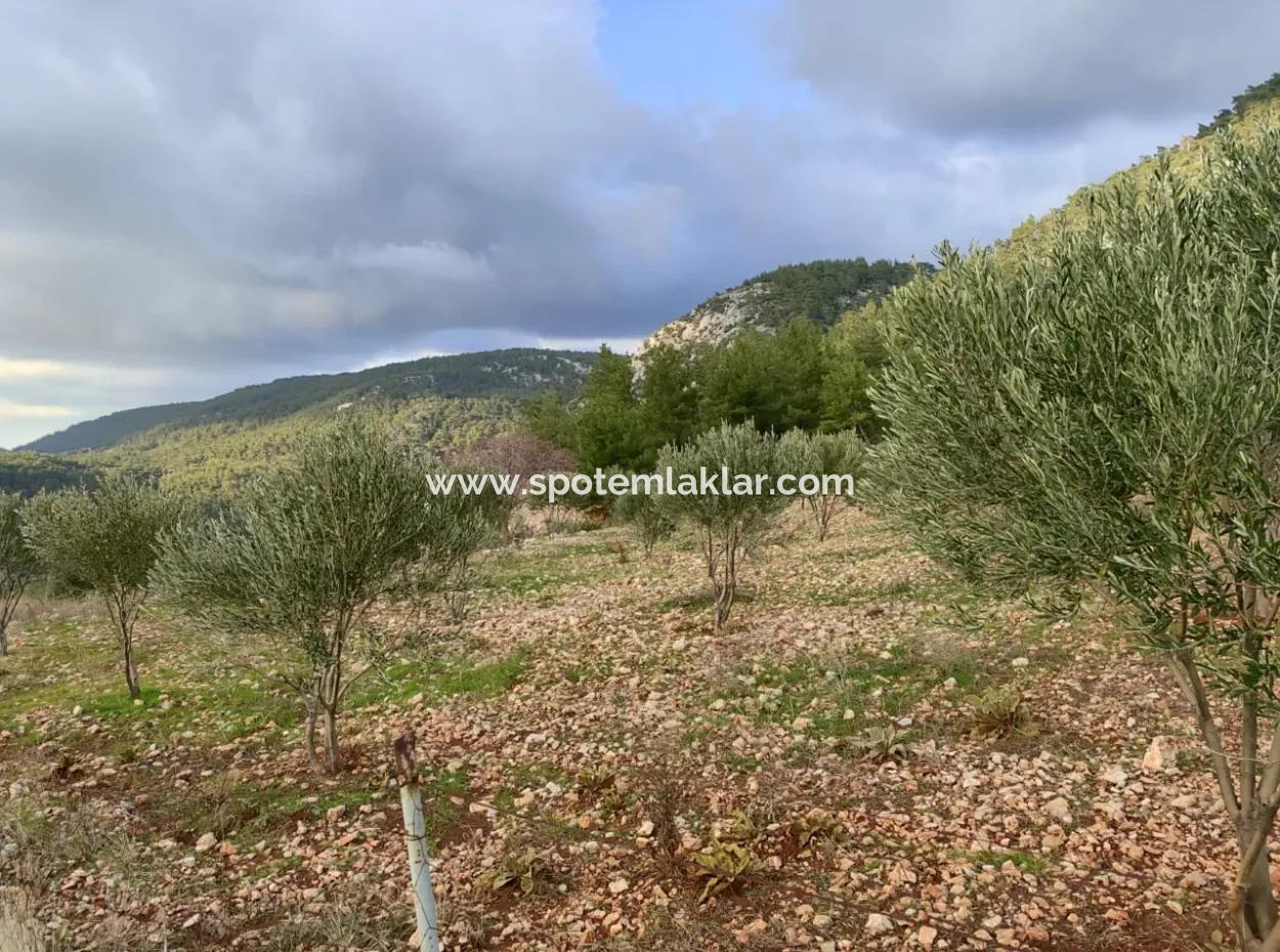 11.600 M² Flaches Schnäppchengrundstück Zum Verkauf In Muğla Milas Densityoluk