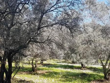 Grundstück E.p. Mit Seeblick Im Gebiet Köycegiz Zeytin