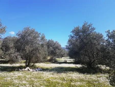 Grundstück E.p. Mit Seeblick Im Gebiet Köycegiz Zeytin