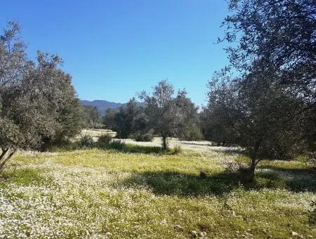 Grundstück E.p. Mit Seeblick Im Gebiet Köycegiz Zeytin