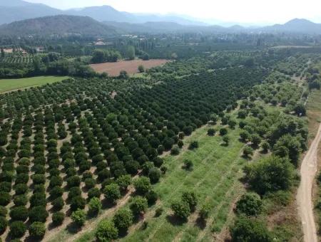 Orange Grove Zum Verkauf An Beyoba