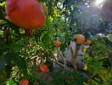 Mugla Ortaca Dalyanda 7520 M2 Maniced Freistehender Granatapfelgarten Zu Verkaufen