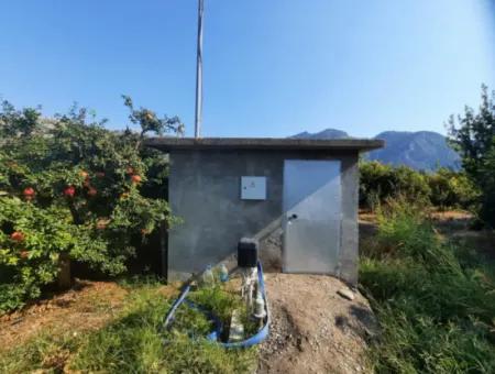 Mugla Ortaca Dalyanda 7520 M2 Maniced Freistehender Granatapfelgarten Zu Verkaufen