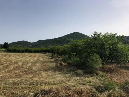 Ein Schnäppchen Farm Zu Verkaufen In Fevziye 2000 M2 Und Oriya