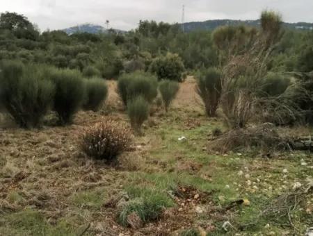 30949 M2 Fruchtbares Feld Zu Verkaufen In Mugla Dalaman Gürleyik