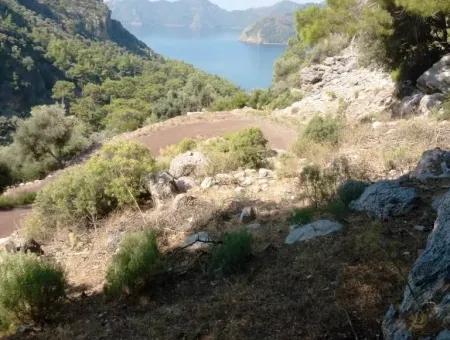 Olivenhain Mit Meerblick Zum Verkauf In Köyceğiz Ekincik