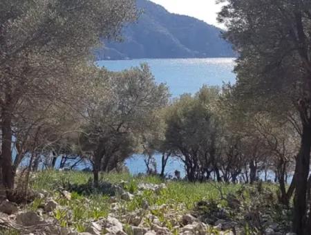 Dalyan, Gökbel De Meer Freistehend 1 300 M2 Olivenhain Zu Verkaufen