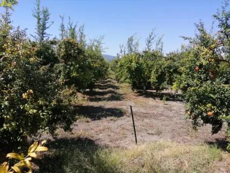 Granatapfelgarten Zum Verkauf In Mugla Ortaca Tepearasi