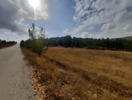 6 230 M2 Fruchtbares Land Zur Miete In Çameli Cumaalanı