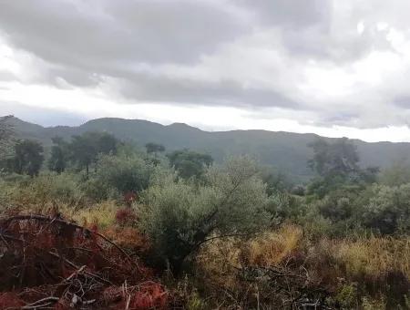 Wildblumen Zum Verkauf An Schnäppchen Göcek Inlice