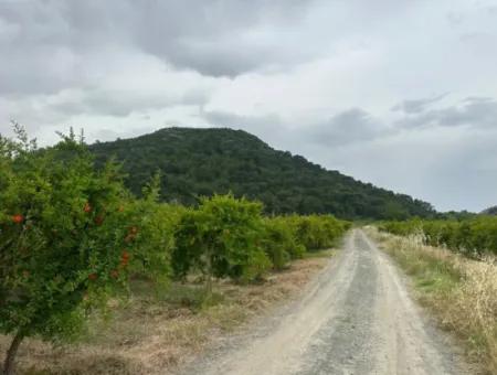 6 250 M2 Gepflegter Schnäppchen-Granatapfelgarten Zum Verkauf In Dalyan, Muğla