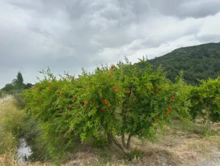 6 250 M2 Gepflegter Schnäppchen-Granatapfelgarten Zum Verkauf In Dalyan, Muğla