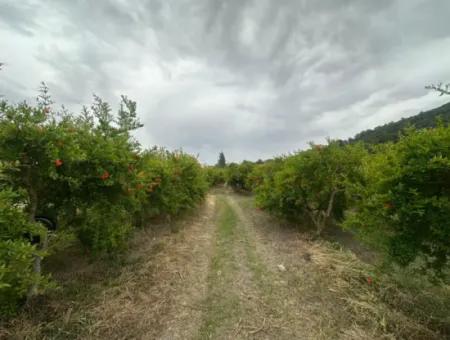 6 250 M2 Gepflegter Schnäppchen-Granatapfelgarten Zum Verkauf In Dalyan, Muğla