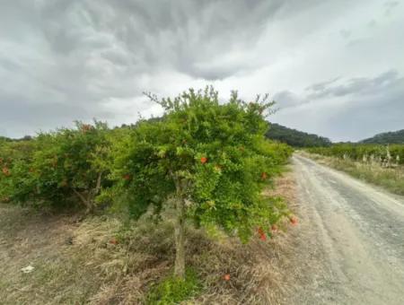 6 250 M2 Gepflegter Schnäppchen-Granatapfelgarten Zum Verkauf In Dalyan, Muğla