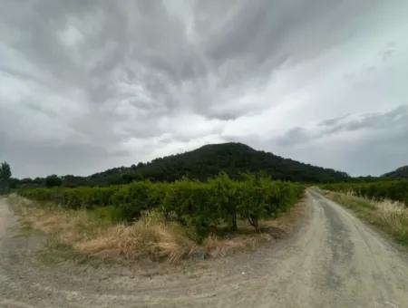 6 250 M2 Gepflegter Schnäppchen-Granatapfelgarten Zum Verkauf In Dalyan, Muğla