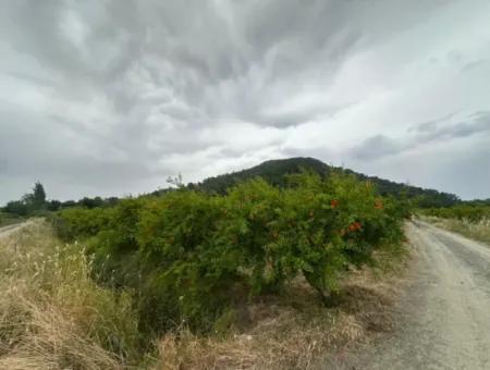 6 250 M2 Gepflegter Schnäppchen-Granatapfelgarten Zum Verkauf In Dalyan, Muğla