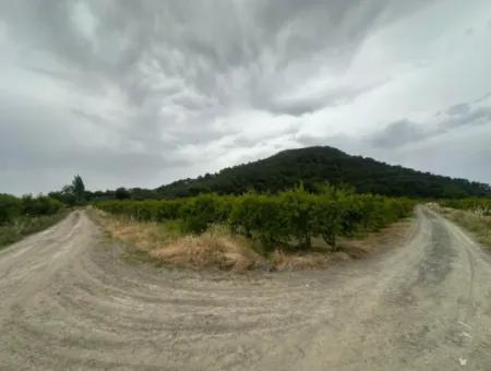 6 250 M2 Gepflegter Schnäppchen-Granatapfelgarten Zum Verkauf In Dalyan, Muğla