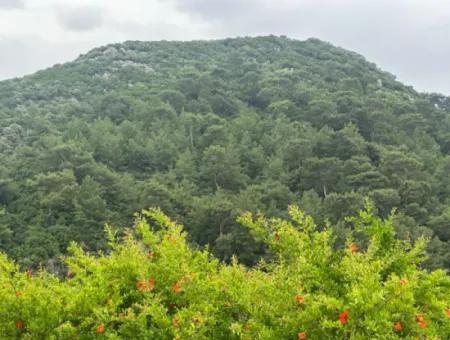 6 250 M2 Gepflegter Schnäppchen-Granatapfelgarten Zum Verkauf In Dalyan, Muğla