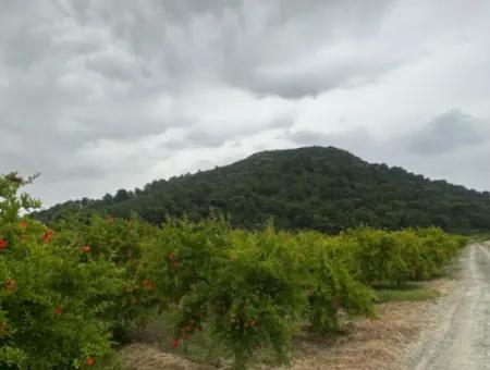 6 250 M2 Gepflegter Schnäppchen-Granatapfelgarten Zum Verkauf In Dalyan, Muğla