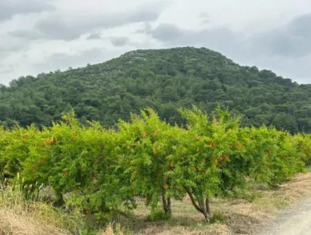 6 250 M2 Gepflegter Schnäppchen-Granatapfelgarten Zum Verkauf In Dalyan, Muğla