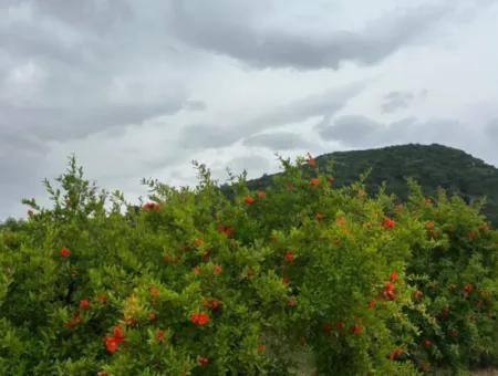 6 250 M2 Gepflegter Schnäppchen-Granatapfelgarten Zum Verkauf In Dalyan, Muğla