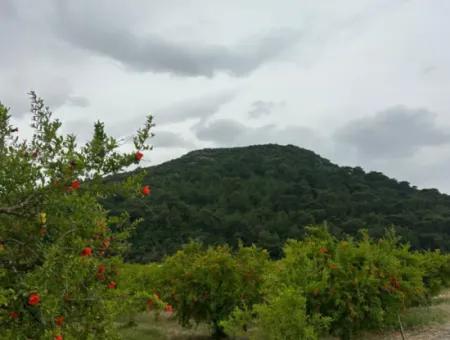 6 250 M2 Gepflegter Schnäppchen-Granatapfelgarten Zum Verkauf In Dalyan, Muğla