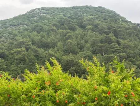 6 250 M2 Gepflegter Schnäppchen-Granatapfelgarten Zum Verkauf In Dalyan, Muğla