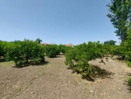 500 M2 Grundstück Mit Rızai-Trennwand In Ortaca Kemaliye Zum Notverkauf