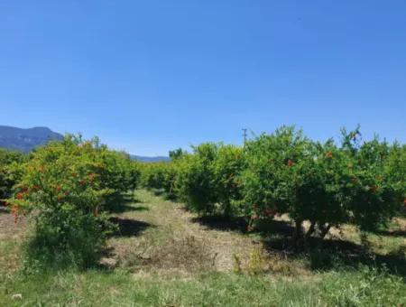 9.000 M2 Granatapfelgarten Zum Verkauf In Muğla Ortaca, Eskiköy