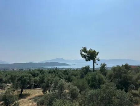 1608 M2 Olivenhain Zum Verkauf Im Olivengebiet Köyceğiz