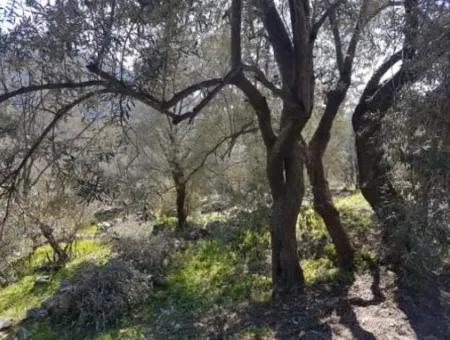 Meerblick Land Zum Verkauf In Göcek Gökçeovacık