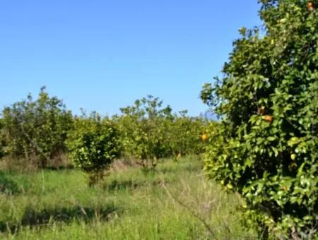 Zitrone Garten Zu Verkaufen Schnäppchen Ortaca