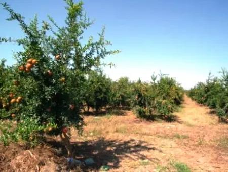 Eskikoy Für Verkauf Schnäppchen Ortaca Im Granatapfel-Gärten