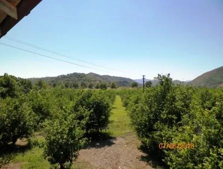 Zitrone Garten Zum Verkauf In Dalaman Muğla Native Tasliburun 5 330 M2