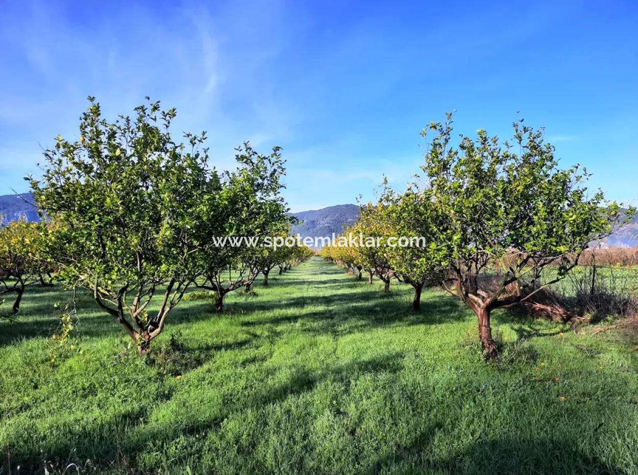 10 000 M2 Detached Lemon Garden For Sale In Ortaca Dalaklı