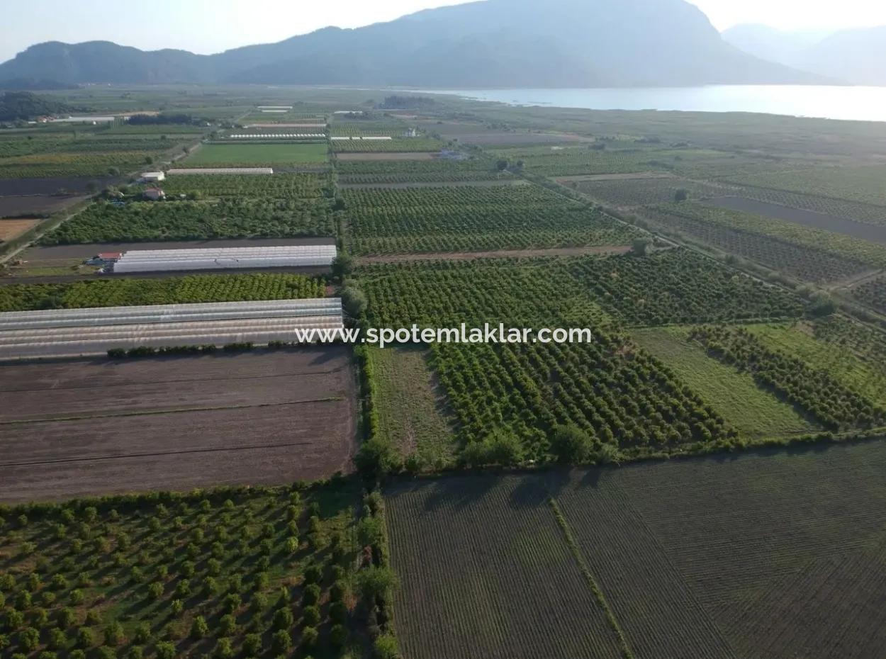 Oriya Eskiköy For Sale Pomegranate Gardens, 10 000 M2