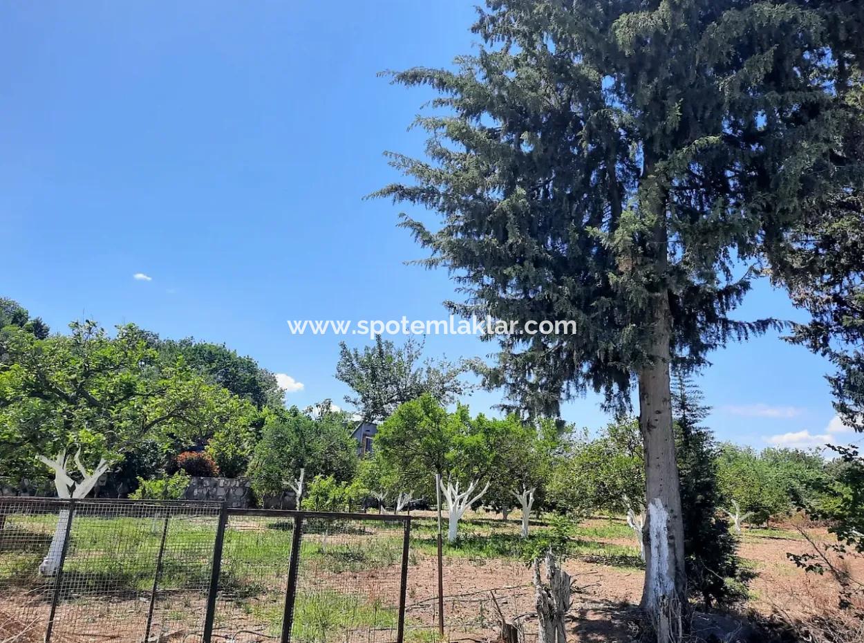 Citrus Garden Detached Land For Sale In Mugla Dalyan 3000 M2