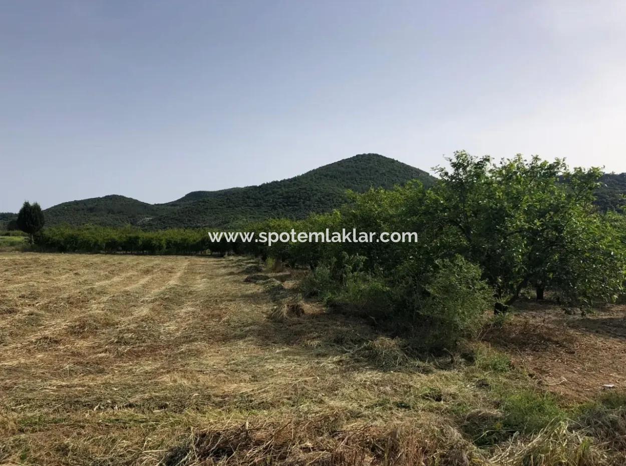 A Bargain Farm For Sale In Fevziye 2000 M2 And Oriya