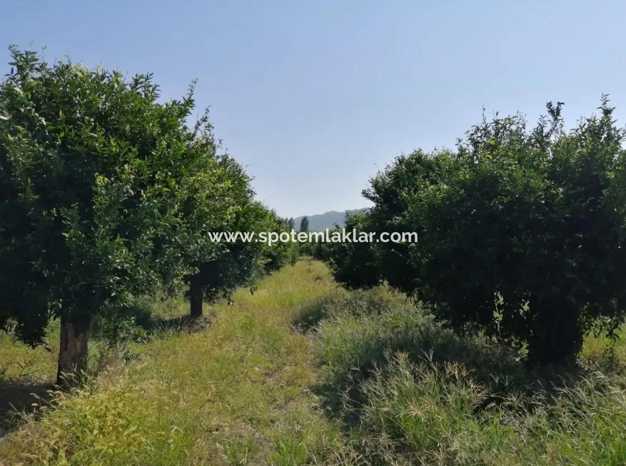 Farm For Sale In Kavakarasi Koycegiz