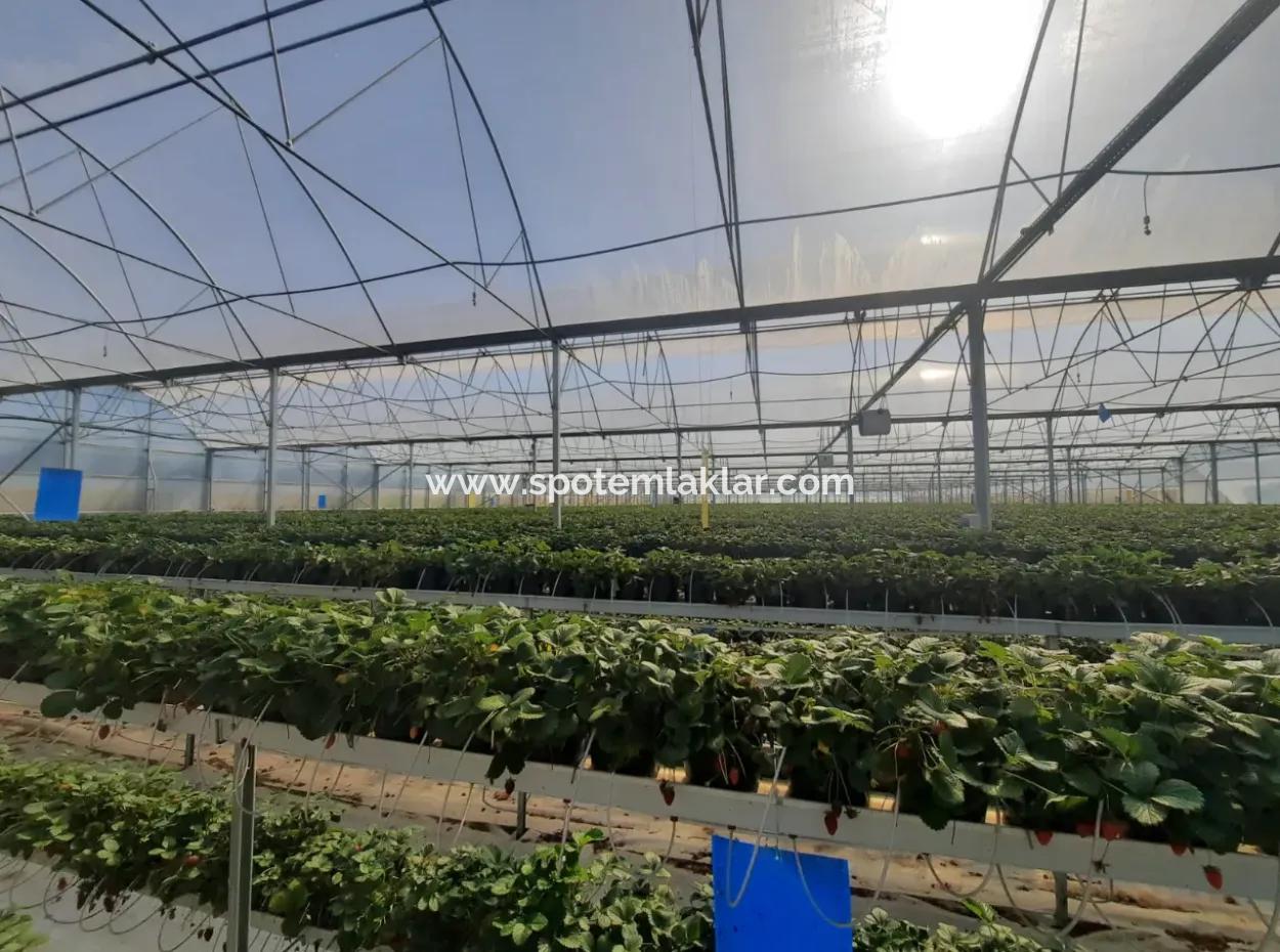 6 500 M2 Fully Automatic High Strawberry Greenhouse For Sale In Fethiye