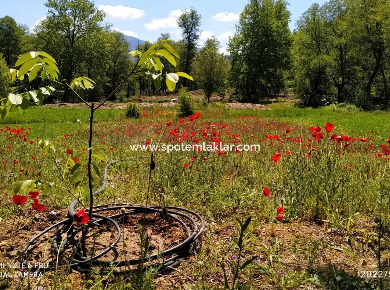 Çameli Kirazlıyaylada 1450 M2 Fertile Detached Land For Sale