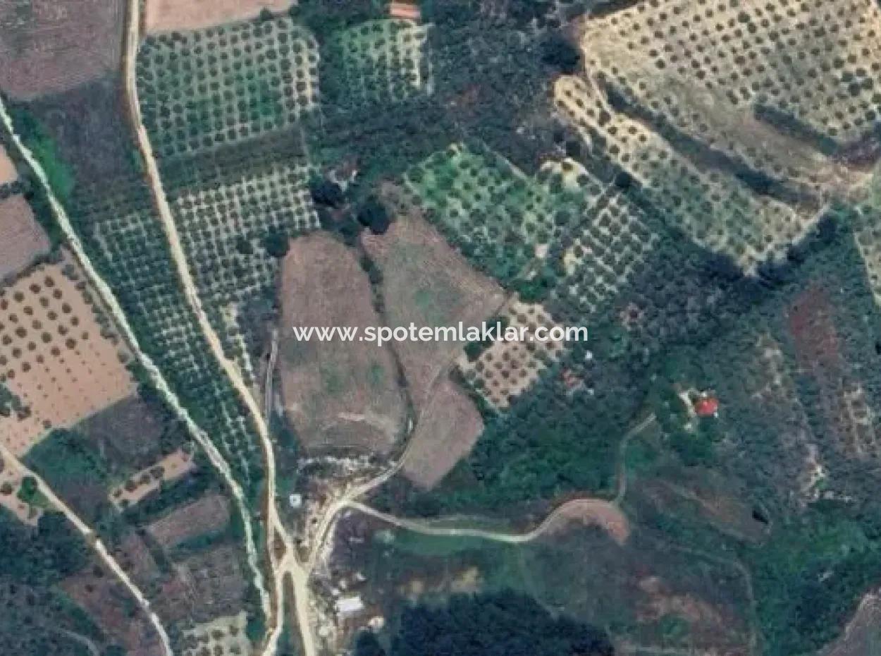 6350 M2 Field For Sale In Muğla Menteşe Kafaca