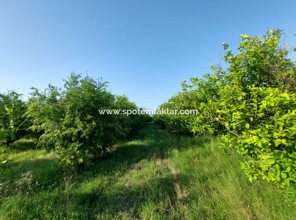 23.000 M² Pomegranate And Lemon Garden For Sale In Muğla Ortaca Tepearası – Suitable For Agricultural Credit