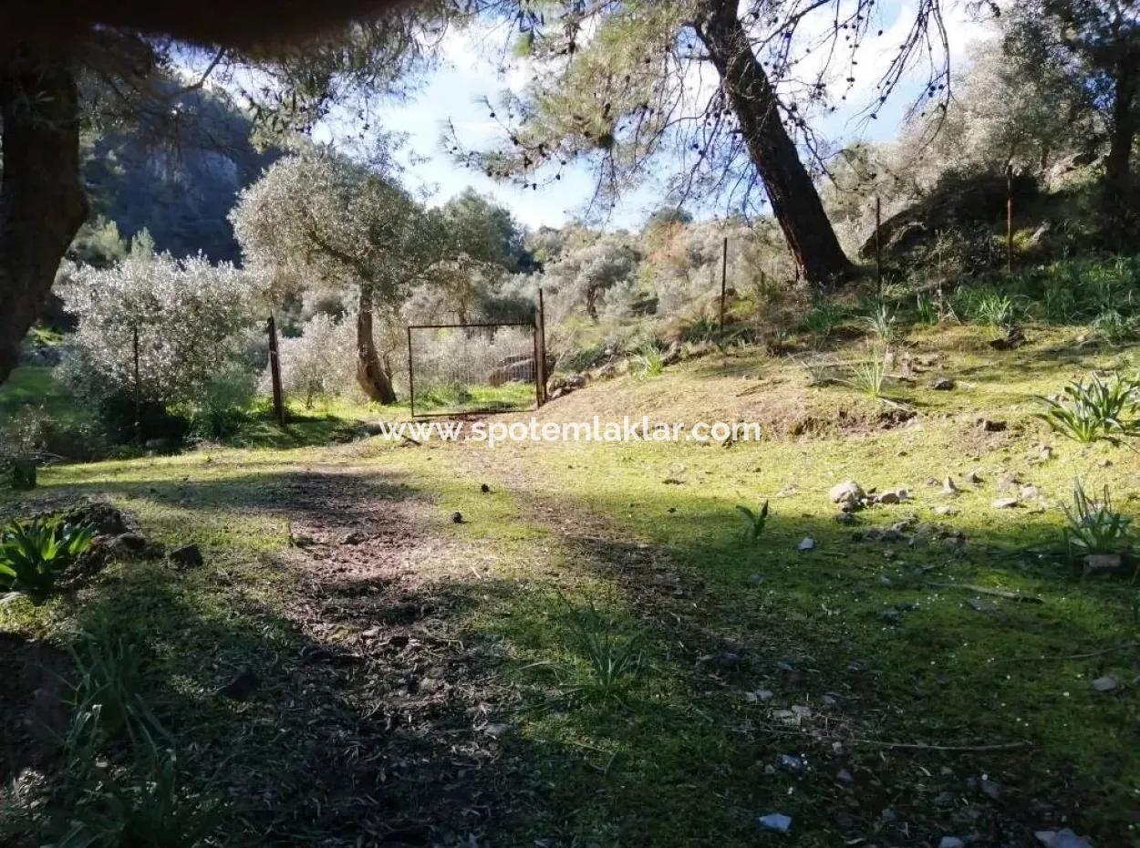 Mugla Ortaca Gokbel Bargain Olive Grove For Sale