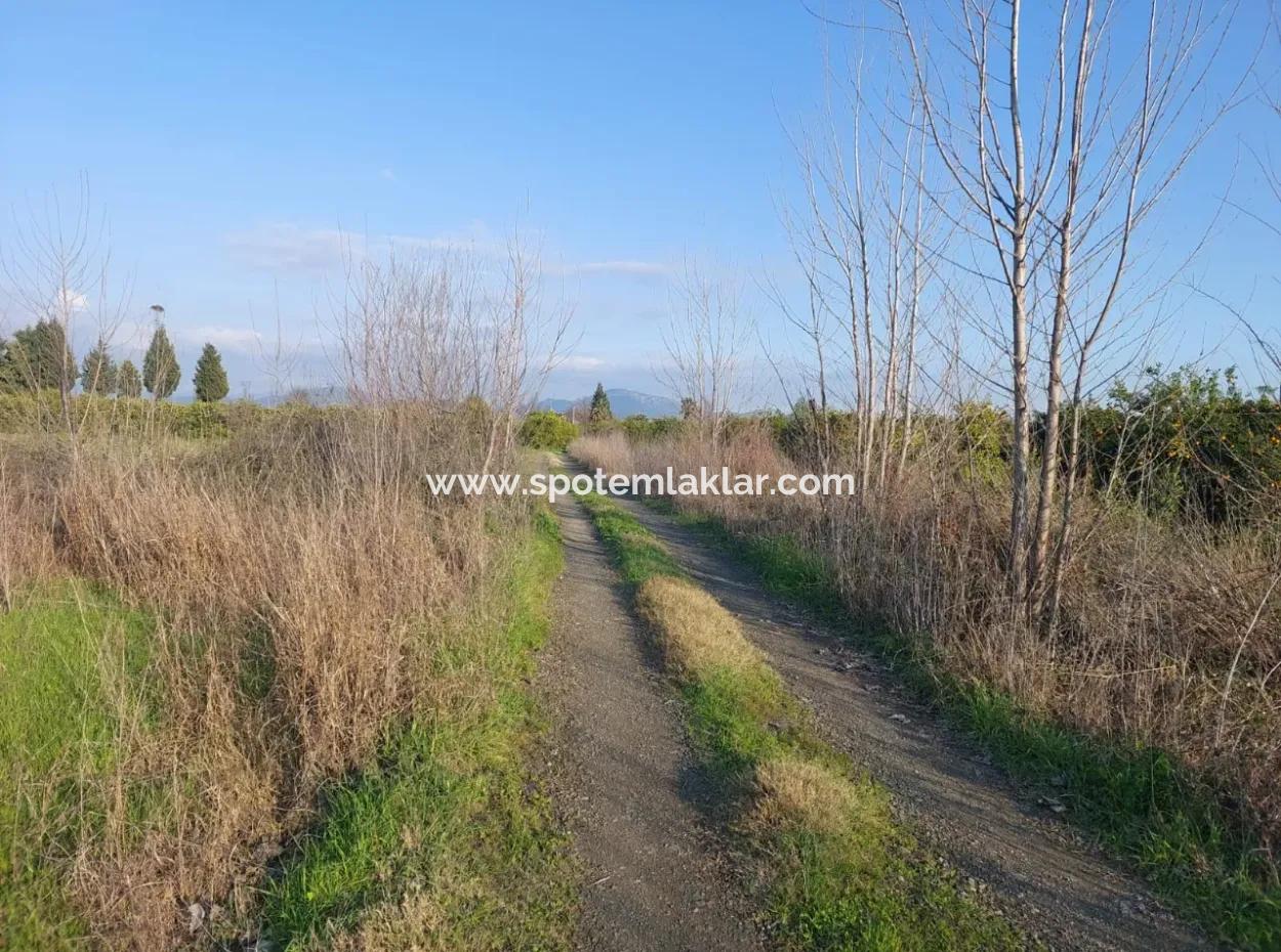 14.500 M² Fertile Land In Ortaca Güzelyurt For Long-Term Rental – Suitable For Animal Husbandry